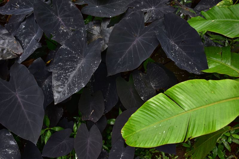 Black Magic Elephant Ear For Tropical Mystery Black Magic Elephant Ear For Tropical Mystery