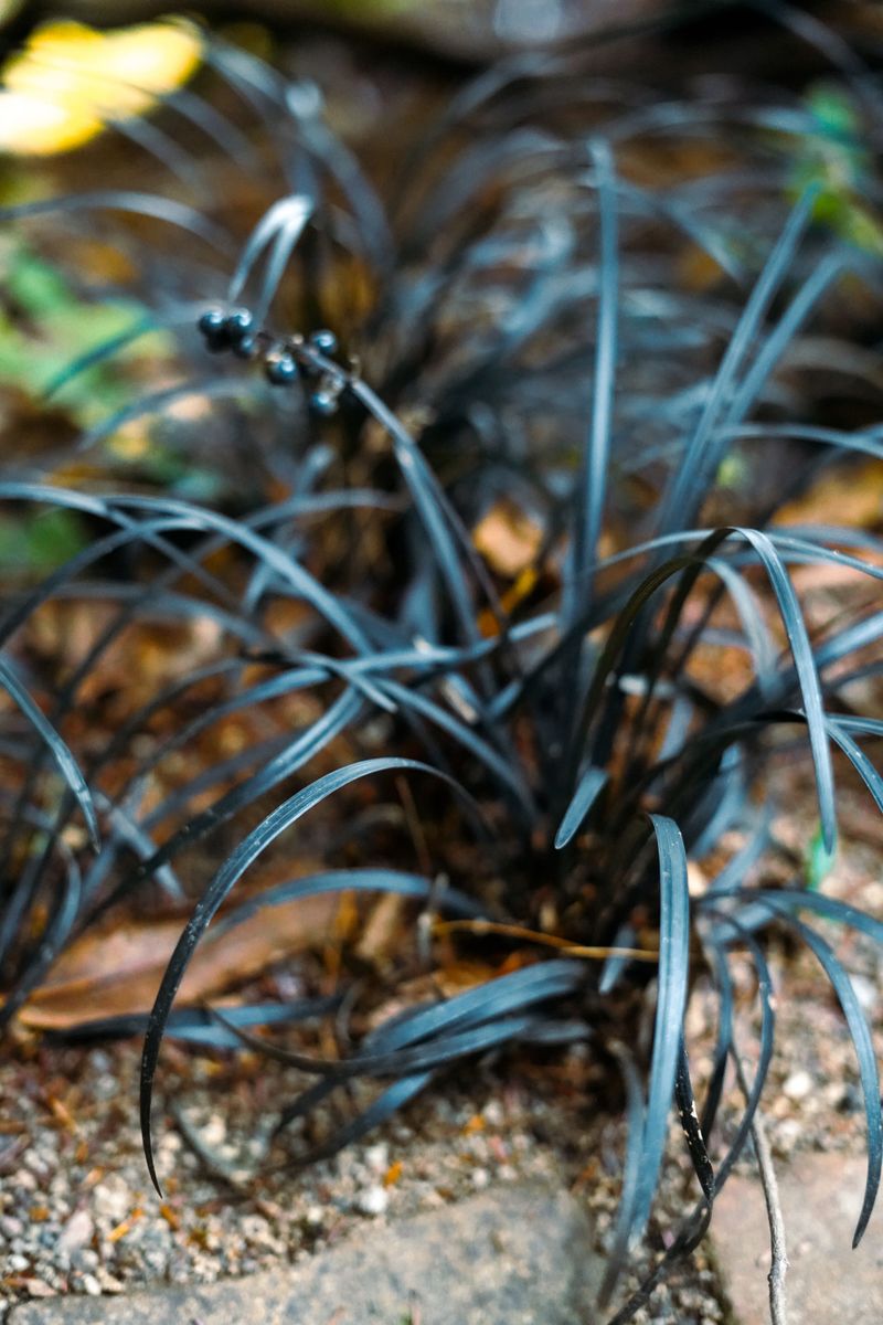 Black Mondo Grass For Inky Garden Edges Black Mondo Grass For Inky Garden Edges