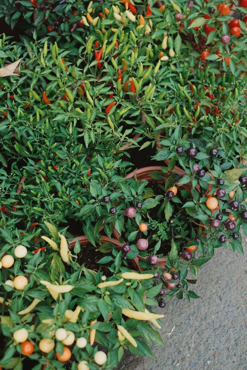Black Pearl Pepper For Fiery Dark Fruit Black Pearl Pepper For Fiery Dark Fruit