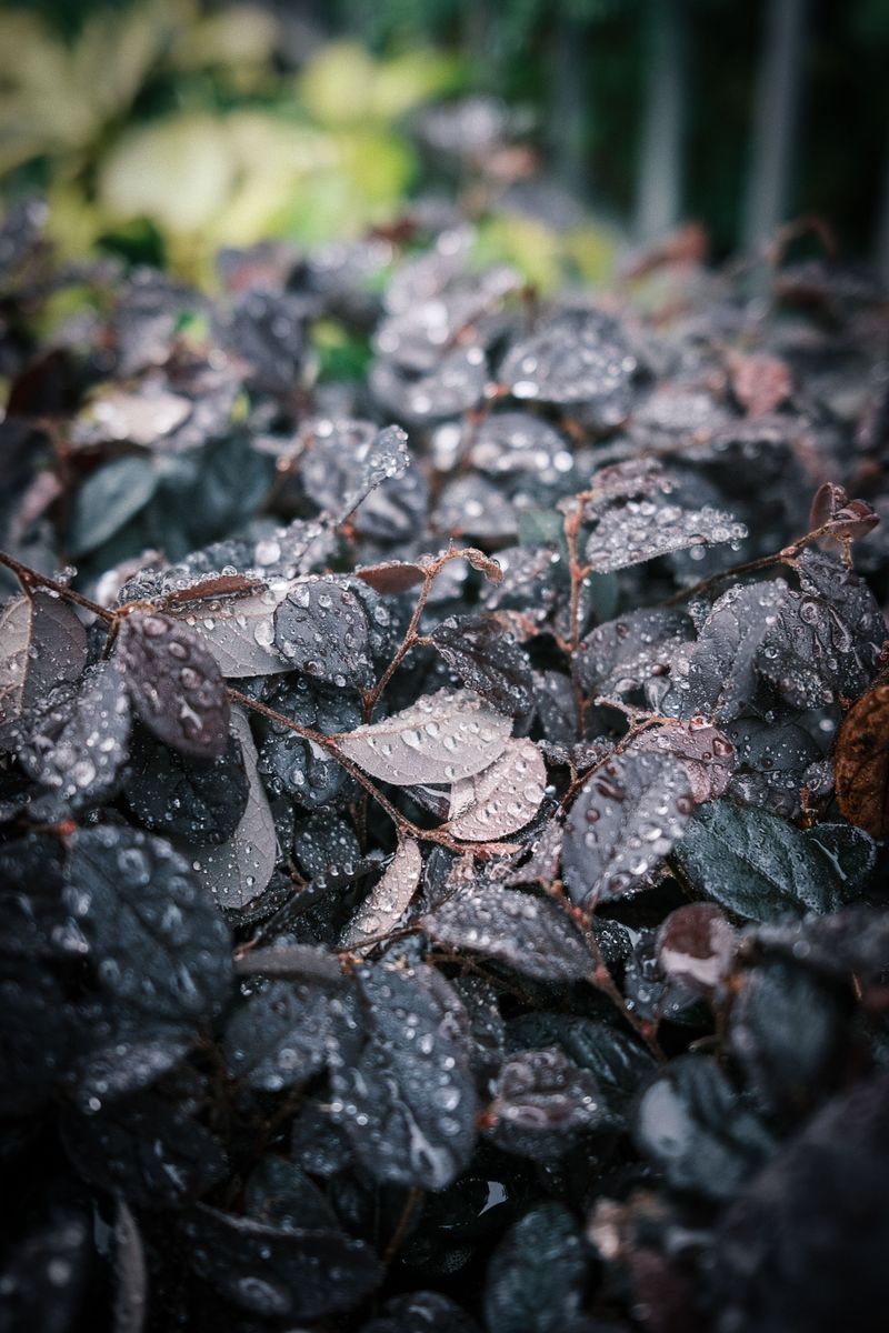Black Scallop Ajuga For Shiny Ground Cover Black Scallop Ajuga For Shiny Ground Cover