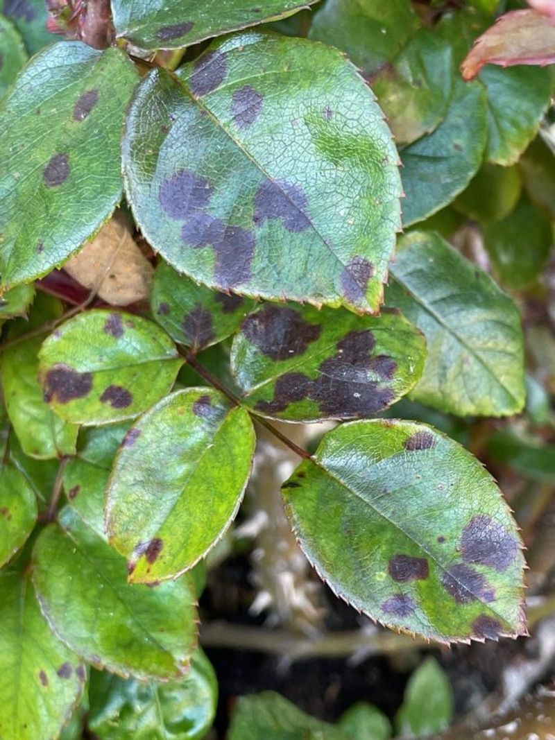 Black Spot Can Linger In Fallen Leaves Black Spot Can Linger In Fallen Leaves