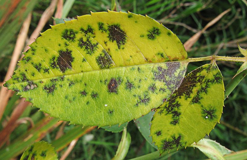 Black Spot Makes September Cleanup Especially Worthwhile Black Spot Makes September Cleanup Especially Worthwhile