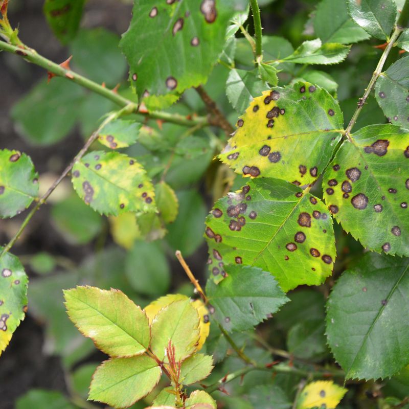 Black Spots And Yellow Leaves Are The First Clues Black Spots And Yellow Leaves Are The First Clues