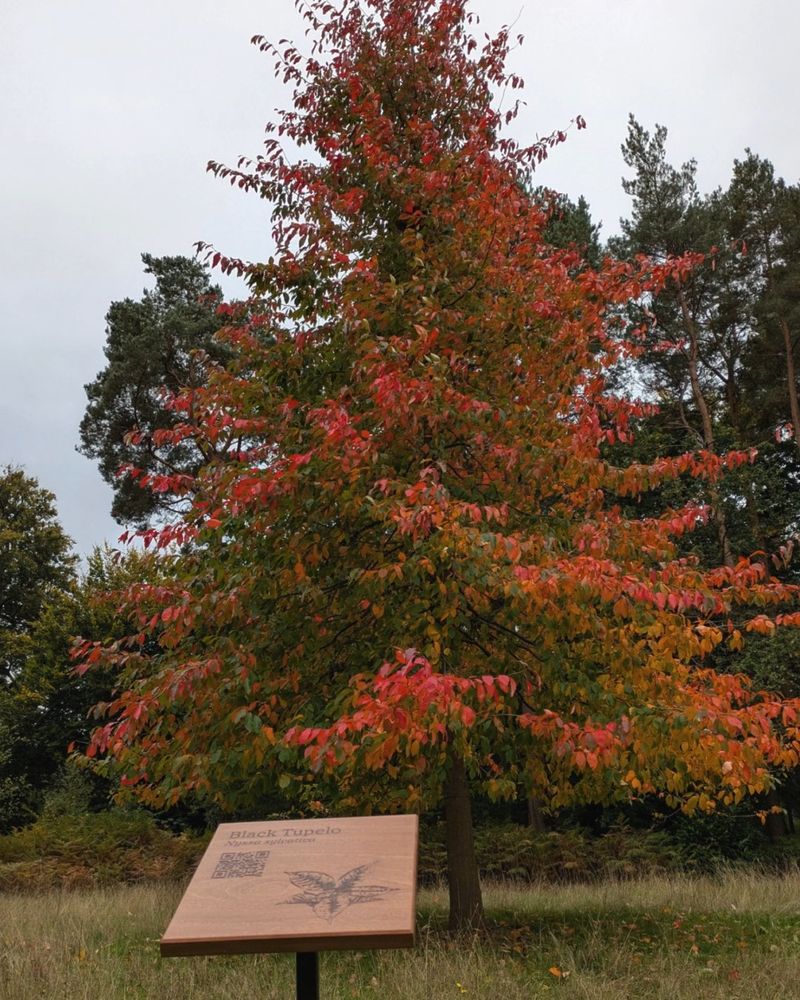 Black Tupelo Starts The Fall Color Show Early