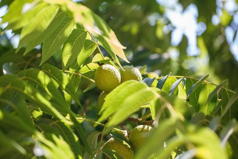 Black Walnut 