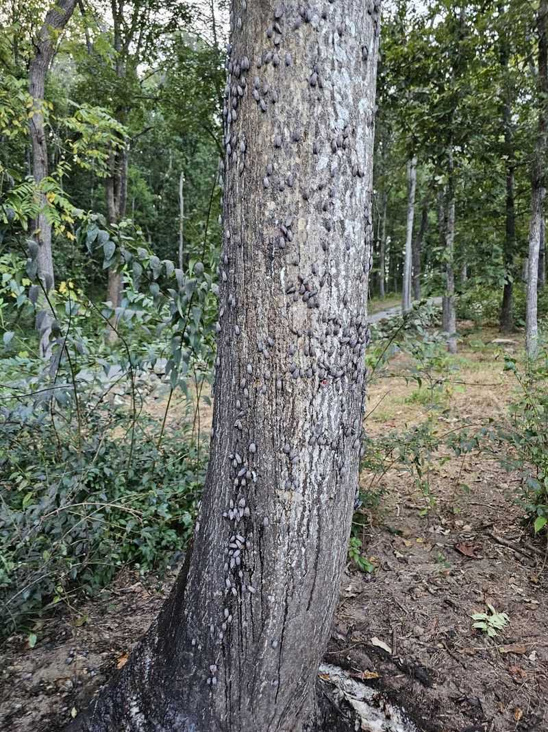 Black Walnut Becomes A Preferred Feeding Tree Black Walnut Becomes A Preferred Feeding Tree