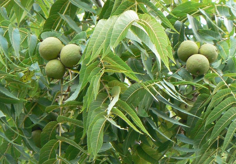 Black Walnut Grows Into A Long-Lived Shade Tree