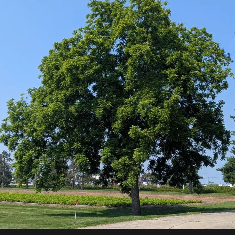 Black Walnut Loads The Soil With Juglone Black Walnut Loads The Soil With Juglone