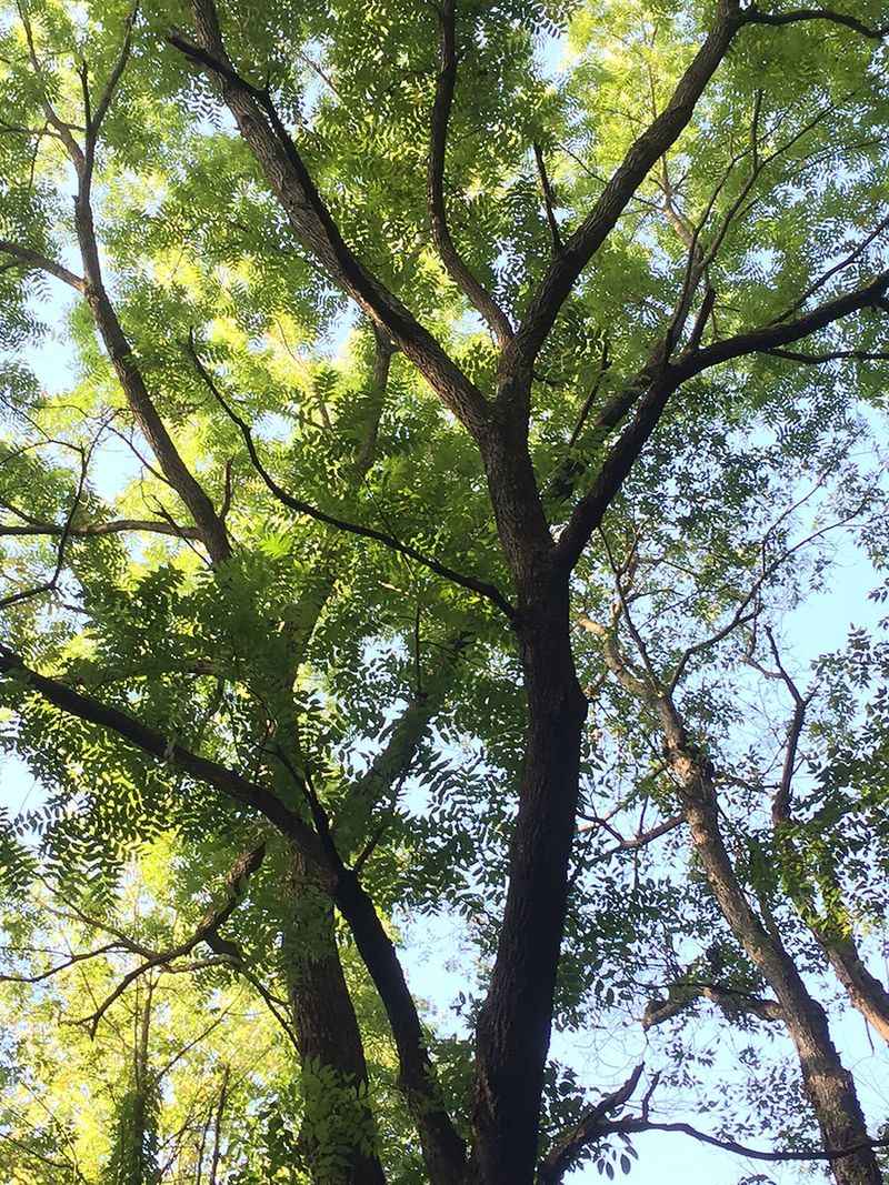Black Walnut Trees Cast A Toxic Shadow