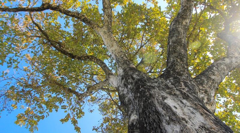 Black Walnut Trees Cast A Toxic Shadow Black Walnut Trees Cast A Toxic Shadow