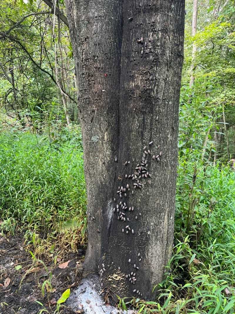 Black Walnut Black Walnut