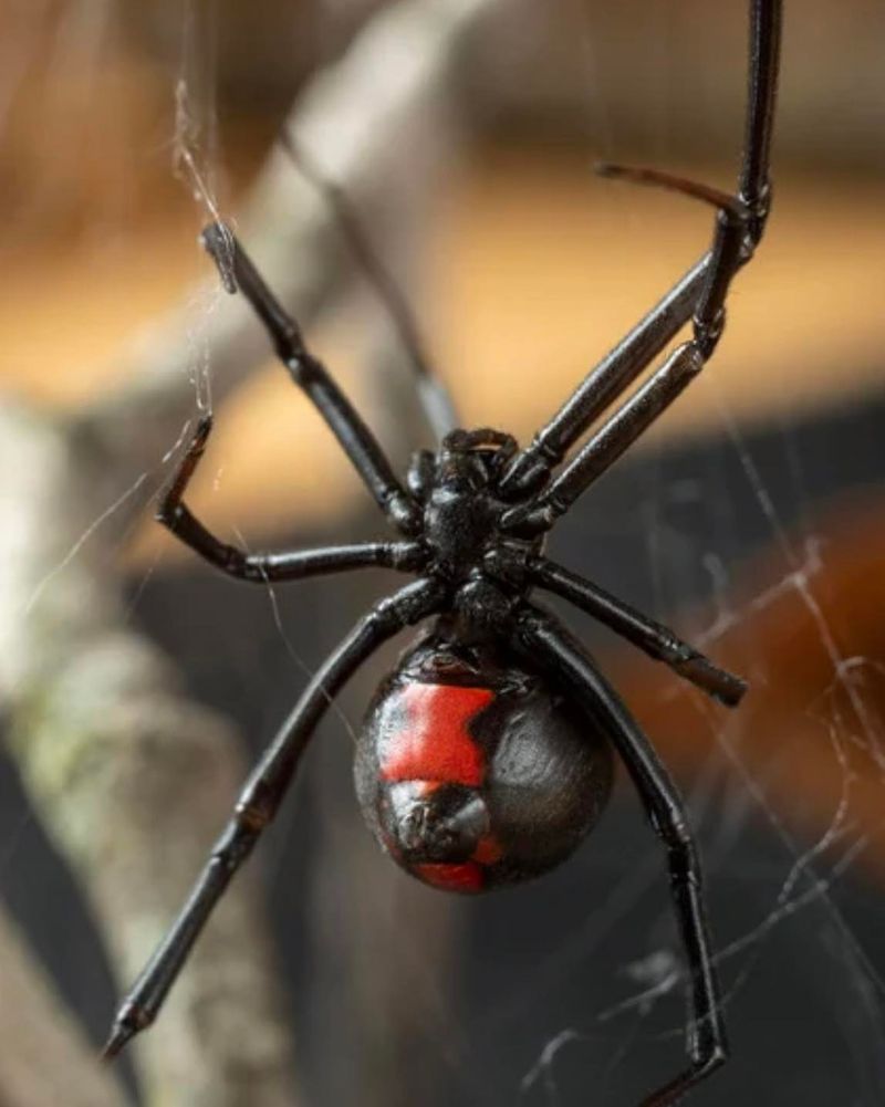 Black Widows Choose Dark Spaces Between Logs For Shelter