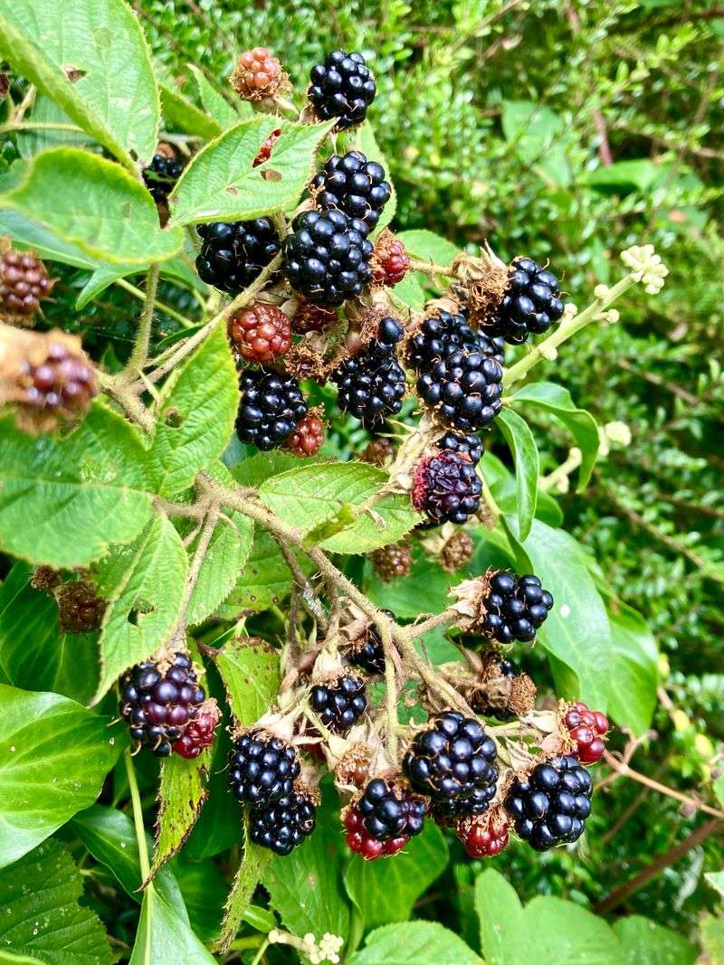 Blackberries Add Edible Fruit To Sunny Driveway Borders Blackberries Add Edible Fruit To Sunny Driveway Borders