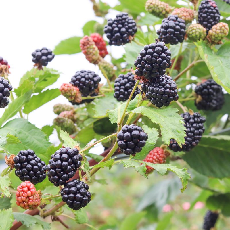 Blackberries - Late Varieties