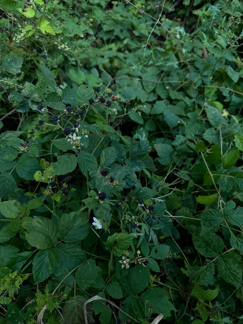 Blackberry Brambles And Brushy Field Borders