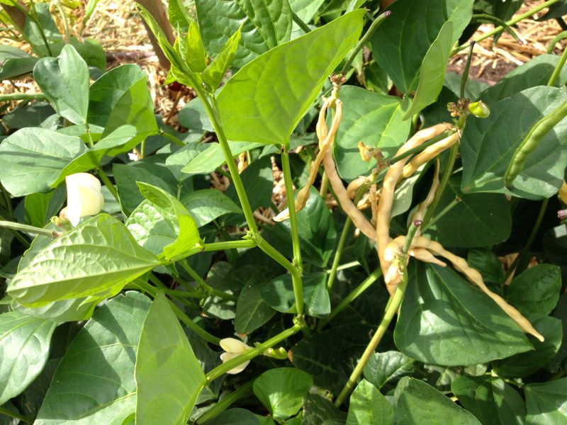 Blackeye Beans