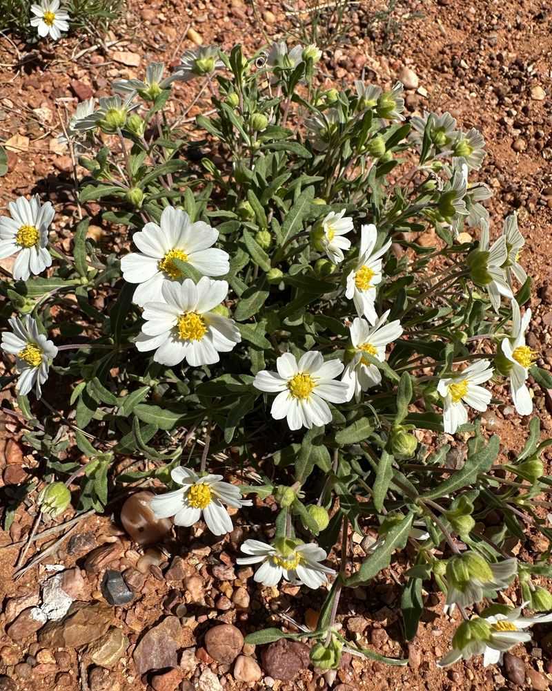 Blackfoot Daisy Blackfoot Daisy