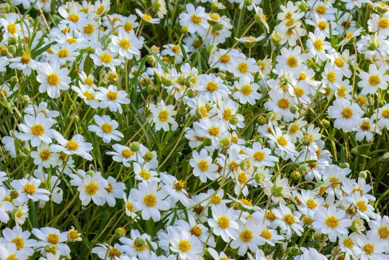 Blackfoot Daisy Across Arizona