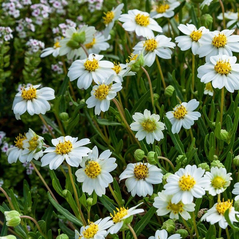 Blackfoot Daisy Blackfoot Daisy
