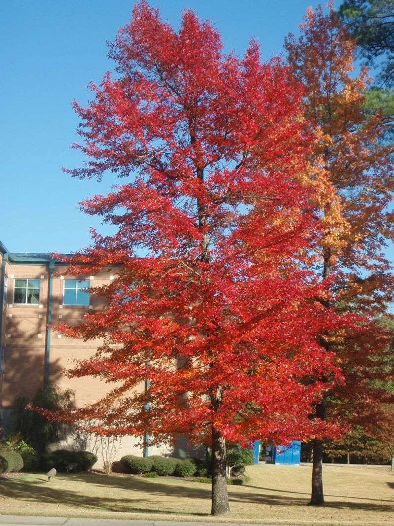 Blackgum Adds Deep Red Color Without A Giant Canopy Blackgum Adds Deep Red Color Without A Giant Canopy