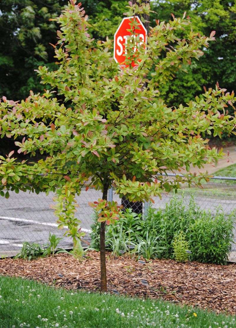 Blackgum Colors Early And Reliably