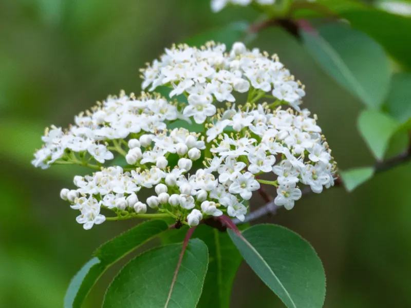 Blackhaw Viburnum Benefits From A Cooler Fall Start