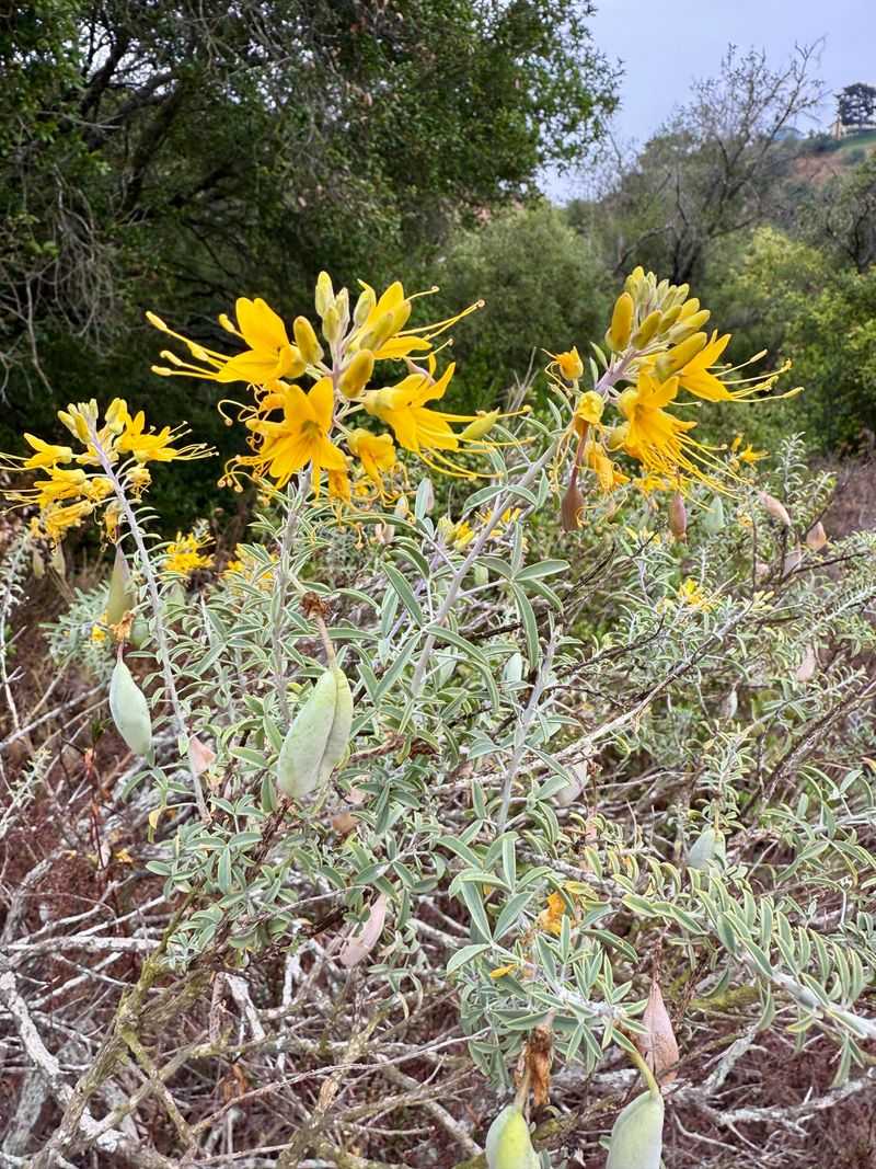 Bladderpod Blooms Nearly Year Round Bladderpod Blooms Nearly Year Round