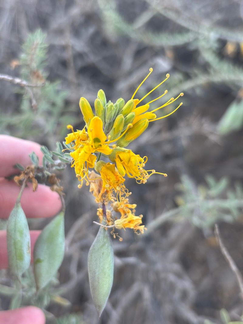Bladderpod Keeps Producing Bright Yellow Flowers Bladderpod Keeps Producing Bright Yellow Flowers