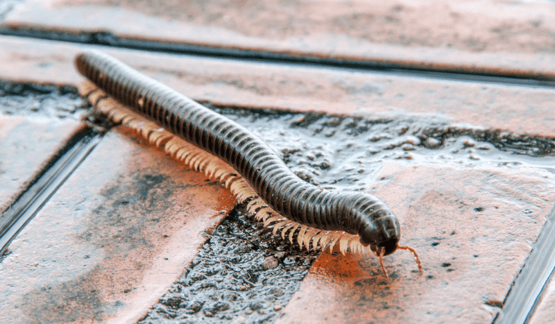 Blame Saturated Soil For The Sudden Millipede March