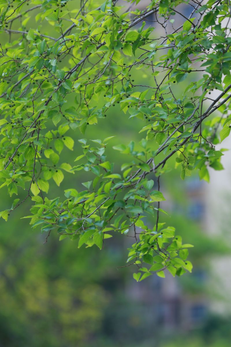 Blame The Hackberry Tree Growing Down The Street