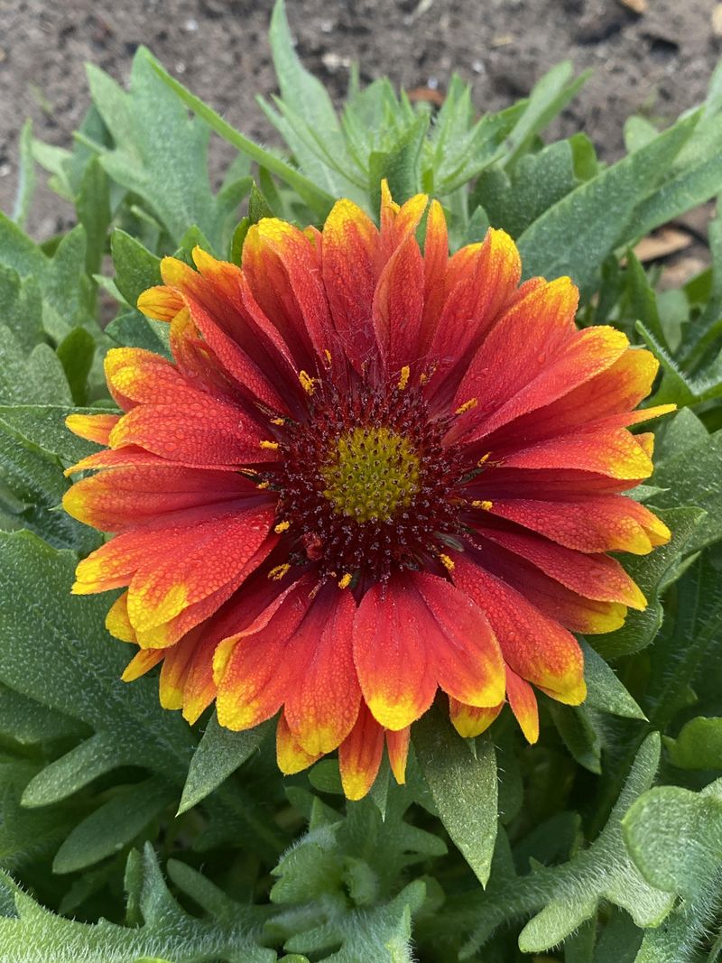 Blanket Flower Has More Color Left