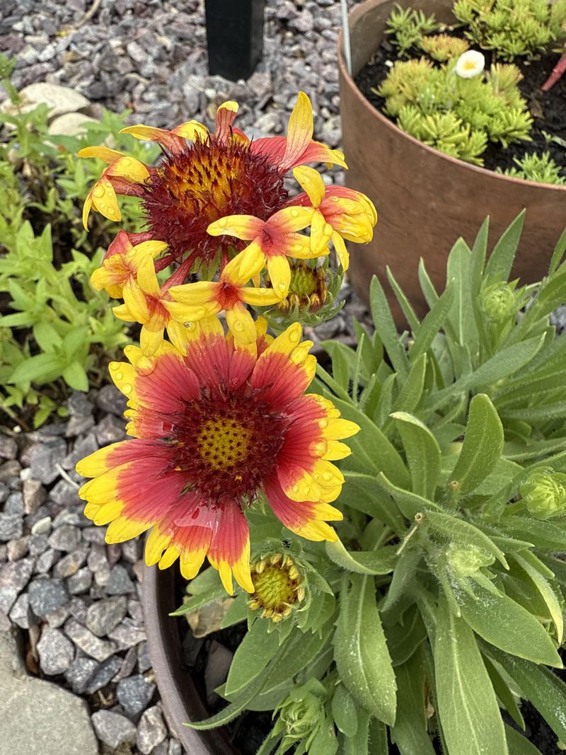 Blanket Flower Keeps Color Coming Through Fall Blanket Flower Keeps Color Coming Through Fall