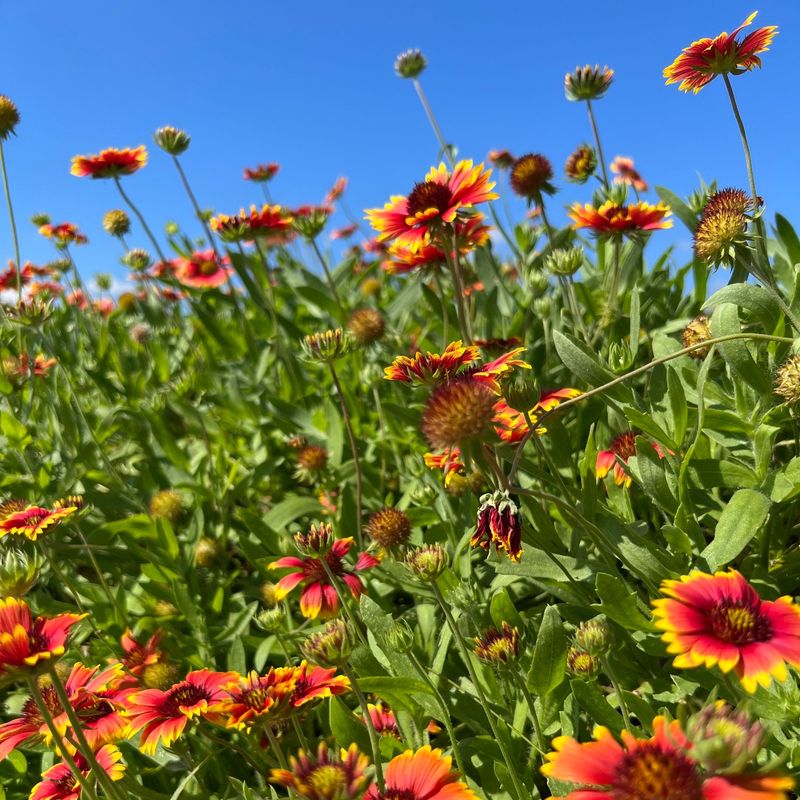 Blanket Flower Rewards Sunny Spots With Nonstop Color Blanket Flower Rewards Sunny Spots With Nonstop Color