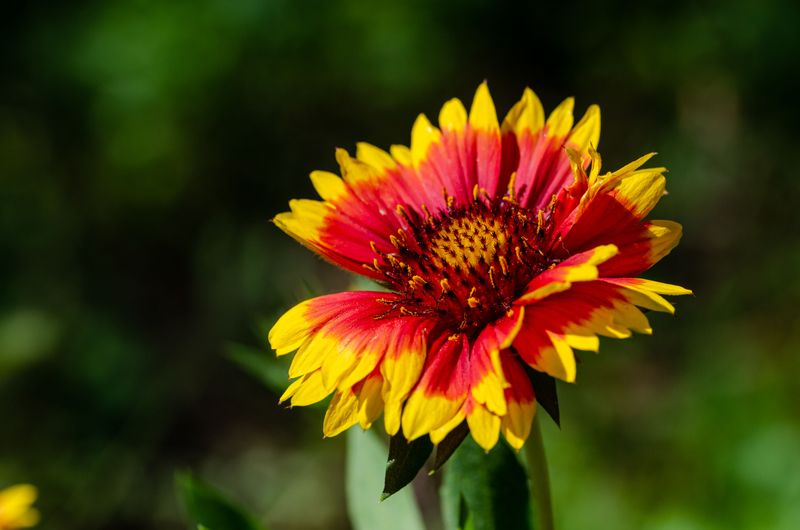 Blanket Flower Soaks Up Sun And Asks Nothing