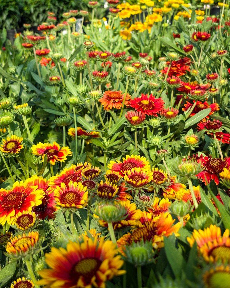 Blanket Flower