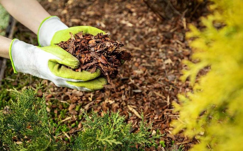 Blanket Sandy Coastal Soil with Mulch Blanket Sandy Coastal Soil with Mulch