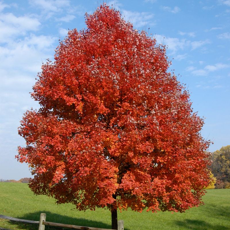 Blazing Red Maple Colors Blazing Red Maple Colors