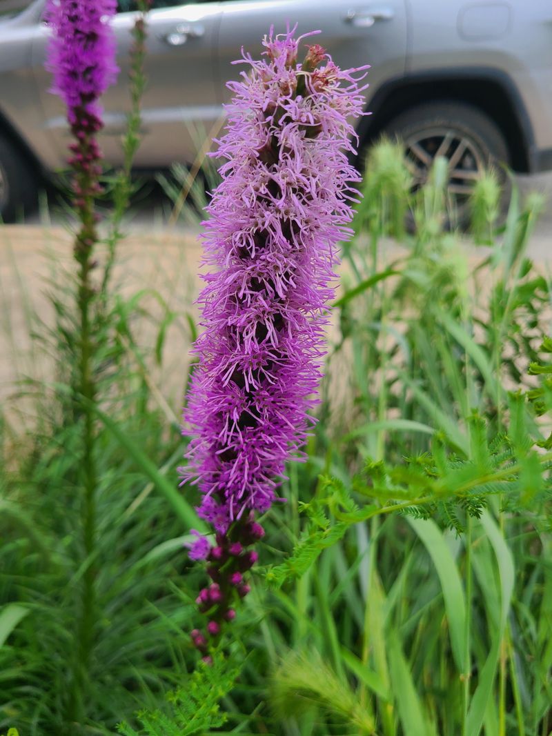 Blazing Star Adds Height And New Volunteers Blazing Star Adds Height And New Volunteers