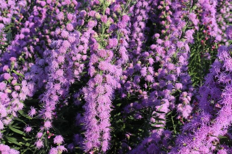 Blazing Star (Liatris spp.)