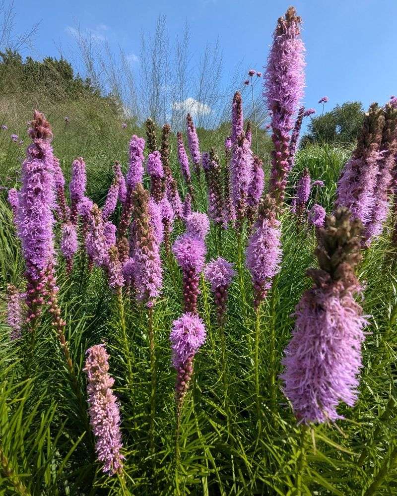 Blazing Star Blazing Star