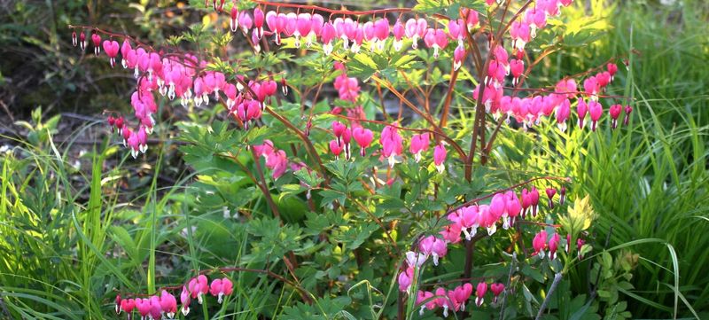 Bleeding Hearts in Wisconsin