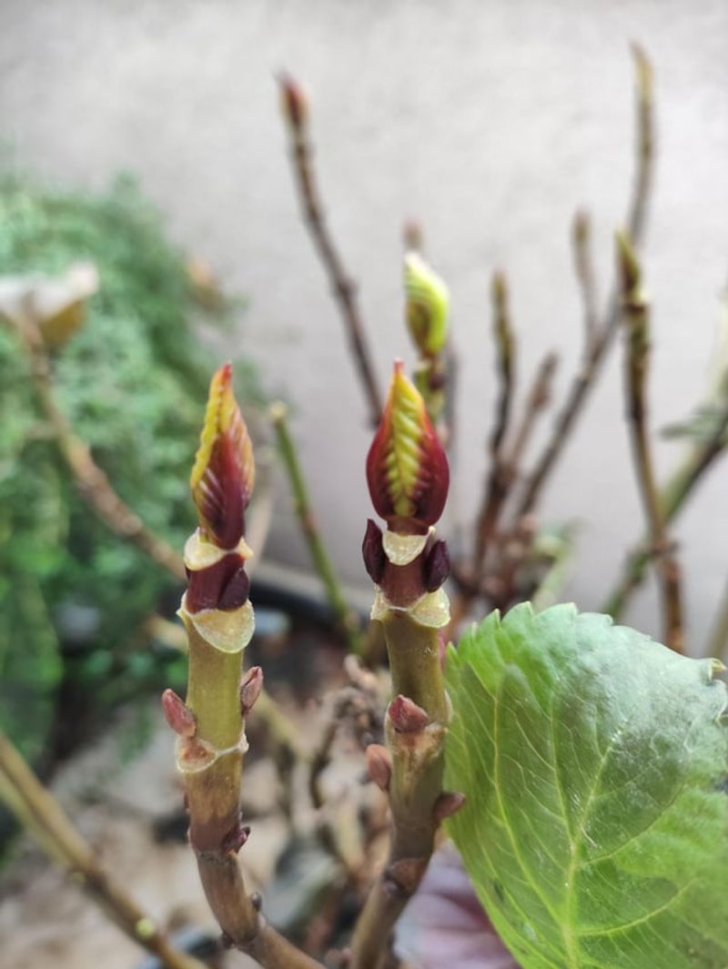 Bloom Buds Behind Next Season's Recovery
