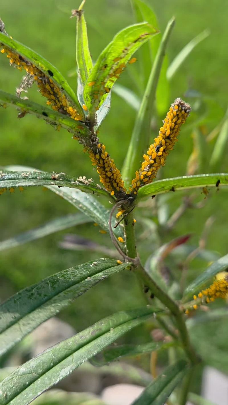 Bloom Loss, Pests, And Other Aftereffects