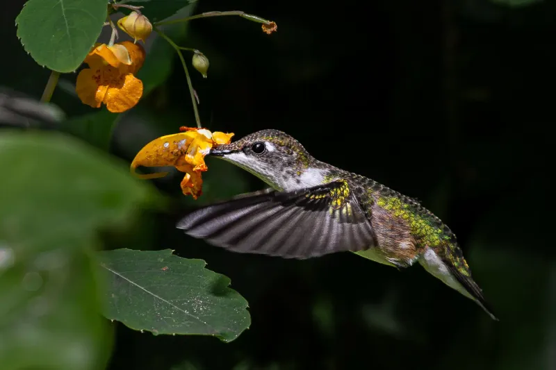 Bloom Timing And The September Migration Rush Bloom Timing And The September Migration Rush