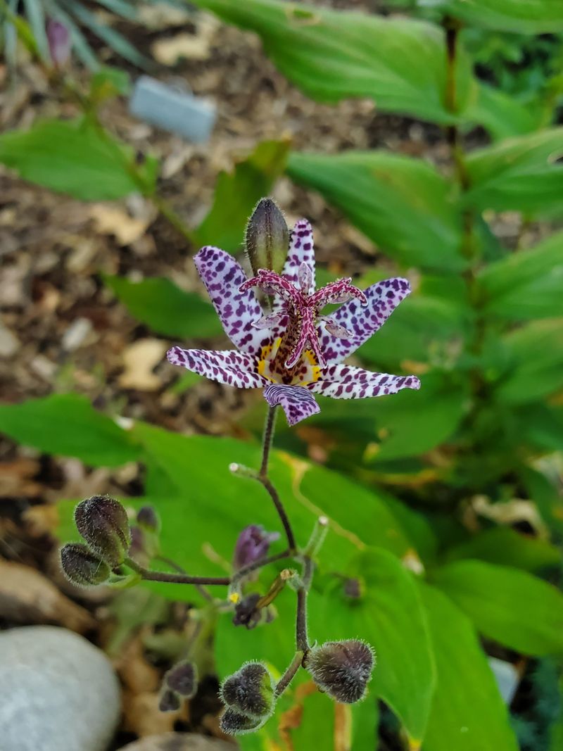 Bloom Timing Can Stretch Well Into October