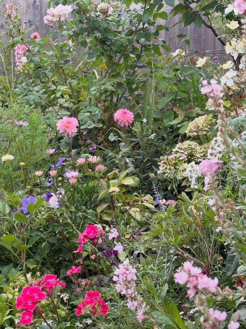 Blooming Slows, But The Plants Hold On Blooming Slows, But The Plants Hold On
