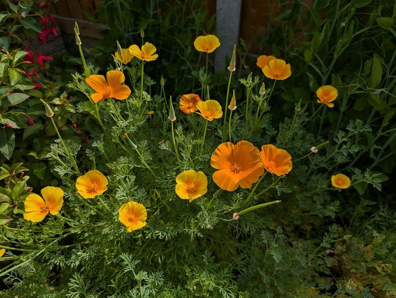 Blooms Arrive Earlier With Fall Sowing Blooms Arrive Earlier With Fall Sowing