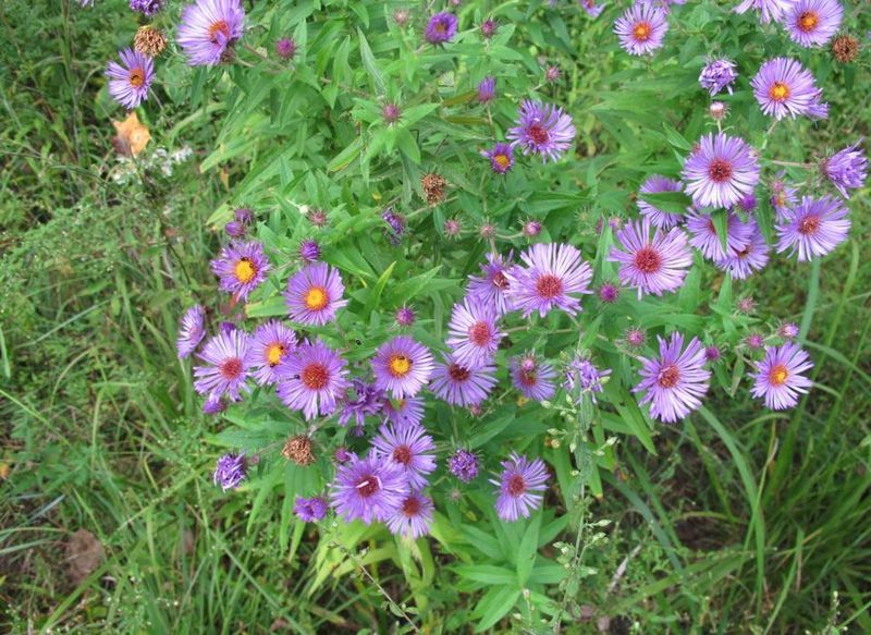 Blooms Arrive Exactly When Pollinators Run Short
