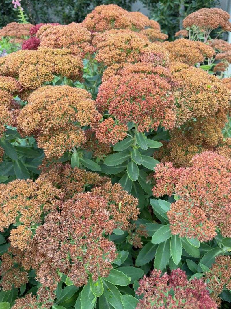 Blooms Deepen From Pink To Copper Blooms Deepen From Pink To Copper