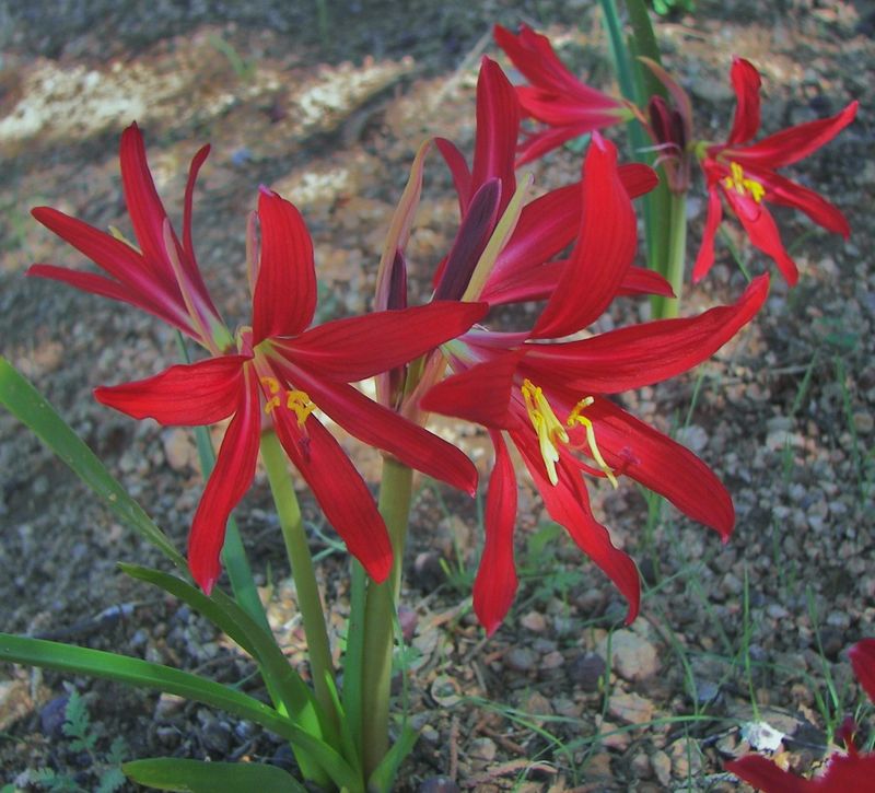 Blooms Erupt Within Days Of Rain
